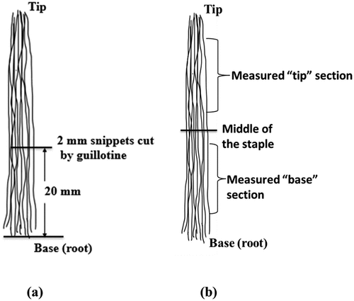 Figure 3. Staple sections from which tip and root (base) measurements were made on the (a) OFDA and (b) the FibreLux.