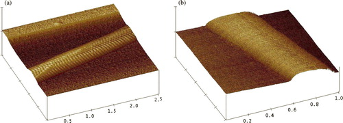 Figure 3.  Topography of the collagen fibrils scanned with atomic force microscope. The scanning was conducted with tapping mode. (a) collagen, scan size = 2.5 µm; (b) HA-collagen, scan size = 1 µm.