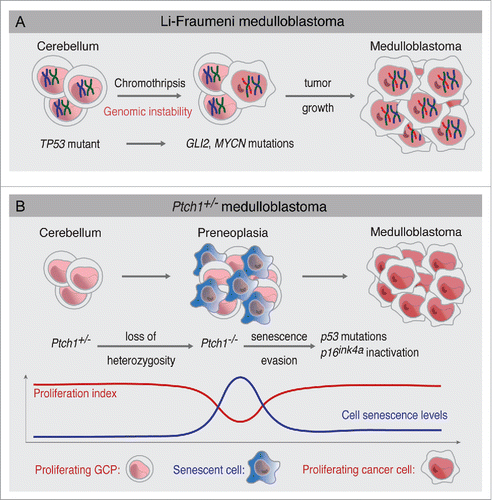 Figure 1. Two alternative mechanisms of medulloblastoma formation. (A) In Li-Fraumeni patients with germ-line TP53 mutations, cerebellum GCPs experience chromosomal instability. Chromothriptic events lead to massive chromosomal rearrangements and high levels of amplification in Hh signaling genes such as GLI2 and MYCN. Acquisition of these Hh signaling mutations leads to medulloblastoma growth. (B) In Ptch1+/− mice, loss of heterozygosity of the Ptch1 wild-type allele leads to the formation of preneoplasia. Preneoplastic lesions display high levels of cell senescence. Spontaneous p53 mutations or p16ink4a inactivation leads to senescence evasion and progression to advanced medulloblastoma. Proliferation and senescence levels during medulloblastoma formation are indicated.