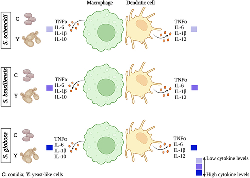 Figure 11 Cytokine profiles of macrophages and dendritic cells stimulated with Sporothrix schenckii, Sporothrix brasiliensis, or Sporothrix globosa. When human cells interact with S. globosa conidia or yeast-like cells, the production of the different cytokines analyzed increases. In the case of S. schenckii, there is a low stimulation of these cytokines compared to S. globosa and S. brasiliensis. These results were obtained from the inter-species comparison.