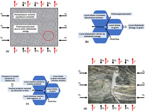 Figure 9. Summary of dissolution/mineral reaction/transport process. (a) Material subjected to a stress state, σij and a Darcy fluid flux, V̂, imposed at the base with an outward flux at the top. The fluid pressure, which controls the equilibrium solubility of the solute, is defined by the imposed flux and the local permeability. (b) Details of circled area in red of (a). Stress concentrations arise at grain contacts. This results in increased Helmholtz energy at contacts, which drives dissolution. The stress concentrations also increase the rate of dissolution through the influence of the work done by the stress on the enthalpy for dissolution. (c) Details of circled area in red of (a). Simultaneously with dissolution, mineral reactions are preferred at sites of increased stress owing to changes in the enthalpy of the reaction. These reactions, for hydrothermal alteration, generally have a negative ΔV. (d) Soluble products from dissolution and mineral reactions are transported to adjacent dilatant site resulting in vein formation. These may be extensional veins (approximately parallel to σ1) if the effective stress touches the tensile end of the yield surface or laminated veins with stylolites and solution seams (approximately normal to σ1) if the effective stress touches the cap end of the yield surface. These veins accommodate the volume change arising from the negative ΔV of reaction. (d) Supplied by Tom Blenkinsop.