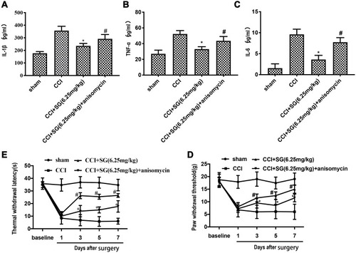Figure 8 The effect of p38 MAPK pathway agonist anisomycin on inflammatory factors, PWT and TWL of CCI rats. (A–C). ELISA of inflammatory factors TNF-a, IL-1B and IL-6. The data are expressed as mean ± SD, n = 3. Compared with sham group (*P < 0.05), compared with CCI group (#P < 0.05). (D and E) PWT and TWL in each group. The data are expressed as mean ± SD, n = 8. Compared with CCI group, *P < 0.05, compared with CCI + SG (6.25 mg/kg) group, #P < 0.05.