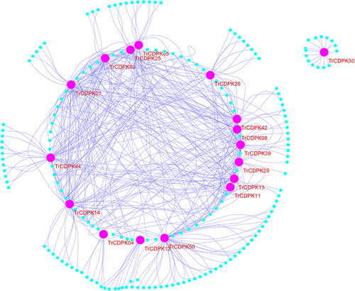 Figure 4. Gene regulatory network analysis of TrCDPK genes and their interactions in white clover.