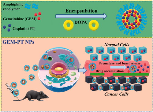 Figure 1. A graphic representation of the encapsulation of GEM and PT into amphiphilic polymers to form GEM-PT NPs for the treatment of cancer therapy.