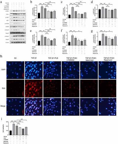 Figure 5. PLB suppresses the activity of TGF-β1-induced IMR-90 cells by regulating Akt/mTOR and TGF-β1/smad pathways. after pretreatment with LY294002, SB-431,542 or rapamycin for 2 h, IMR-90 cells were induced with TGF-β1 for 2 days and subsequently exposed to PLB for 1 day. The levels of p-Akt, Akt, p-mTOR, mTOR, COL1, α-SMA, p-Smad2, Smad2, p-Smad3 and Smad3 proteins in IMR-90 cells exposed to 10 μM LY294002, 10 μM SB-431,542 or 100 nM rapamycin were detected by western blotting (a) and quantified by densitometric analysis (b-g). In the absence or presence of TGF-β1 induction for 2 days, IMR-90 cells were exposed 10 μM PLB for 1 day, followed by 10 μM LY294002, 10 μM SB-431,542 or 100 nM rapamycin for 2 h, respectively, and their viability was measured by CCK8 and EdU incorporation assays (h-i). Scale bar = 100 μm. data represent the mean ± SD of the study groups, n = 6 or 12 per group. *P < 0.05, ** P < 0.01,*** P < 0.001