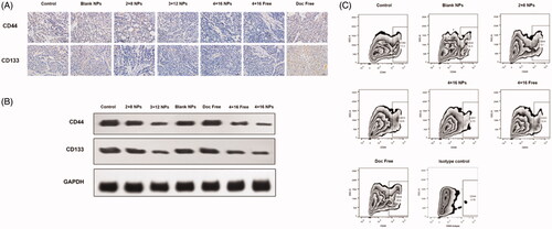 Figure 4. Sal-Doc SE-NP inhibits stem like properties of cervical cancer in vivo. (A) IHC staining of CD44 and CD133 of control, blank NPs, 2 + 8 NP, 3 + 12 NP, 4 + 16 NP, 4 + 16 Free and Doc Free; (B) Western blotting of CD44, CD133 and GAPDH; (C) Flow cytometry analysis for CD44 expression.