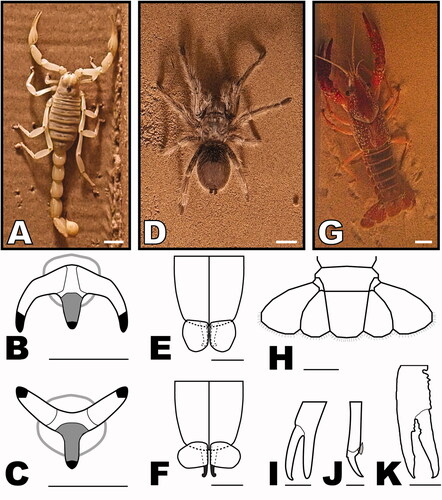 Figure 1. Invertebrates used in neoichnological experimentation and illustrations of their feet. (A–C) The scorpion, Hadrurus arizonensis, with illustrations showing the walking legs’ pretarsus, ungues, and dactyl (in grey) in (B) lateral end view, and (C) ventral end view. (D–F) The tarantula, Grammostola rosea, with illustrations showing a distal tarsal tip and tarsal claws in ventral view with (E) the tarsal claws retracted and covered by claw tufts, and (F) the tarsal claws depressed and the claw tufts rotated out on both sides. (G–K) The crayfish, Procambarus clarkii, with illustrations showing (H) the tail fan with a central telson flanked by two pairs of uropods, (I) the small chelae on the second and third pereiopods, (J) the dactylopodite (=pretarsus) and most of the propodite (=tarsus) on the fourth and fifth pereiopods, and (K) the dactylopodite and propodite of the cheliped (largest claw). Scale bars are 10 mm (A, D, G, H, K), 1 mm (B, C), and 3 mm (E, F, I, J).