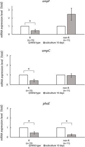 Figure 2 mRNA expression levels of ompF, ompC, and phoE in resistant and non-resistant strains after 10 days of cefmetazole exposure.