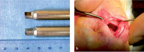 Figure 1. Photographs of (a) box osteotome and (b) rectangular physeal defect made with it.