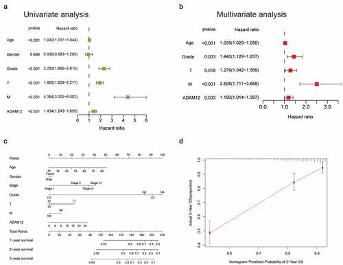 Figure 4. Nomogram and calibration curve for predicting the overall probability of survival in ccRCC patients.