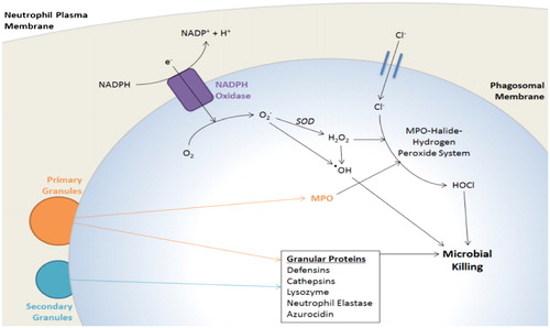 Figure 1. Phagosome maturation.The neutrophil NADPH oxidase machinery, activated by delivery of its membrane-bound components to the phagosome, pumps electrons into the phagosomal space to generate toxic ROS. Membrane trafficking allows delivery of primary and secondary granules to the phagosomal membrane, which release a variety of microbicidal proteins into the phagosomal space. MPO released from primary granules reacts with ROS to further produce highly toxic substances. Adapted from (Citation161).