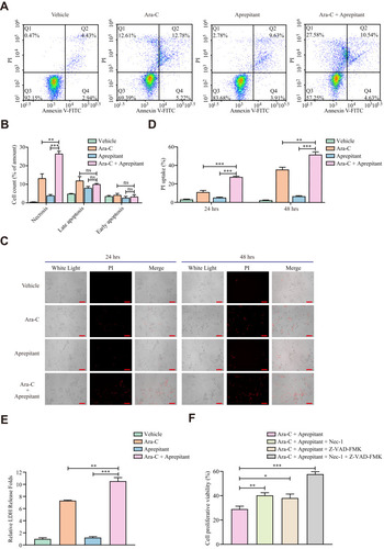 Figure 3 Aprepitant enhances necrosis of HL60 cells treated by Ara-C. (A) Representative images of apoptosis or necrosis for HL60 cells were measured by flow cytometry after treatment with 0.8 μM Ara-C, 10 μM Aprepitant, and the combination of two drugs for 24 hours. (B) The statistical results of cell death including necrosis (Q1 area), late apoptosis (Q2 area) and early apoptosis (Q4 area) detected by Annexin-V plus PI analysis. Values represent mean ± SEM (n = 3). ns: not significant; **P<0.01, ***P<0.001, compared with each indicated group. (C) Microscopic recording of the cell numbers of PI uptake by PI staining after treatment with 0.8 μM Ara-C, 10 μM Aprepitant, and the combination of two drugs for 24 hours and 48 hours. Scale bar, 50 μm. (D) The percentage of PI uptake cells was indicated by the cell numbers of PI uptake/the total numbers. Values represent mean ± SEM (n = 6). **P<0.01, ***P<0.001, compared with the indicated group. (E) The LDH release of HL60 cells was measured by LDH-Cytotoxicity Assay after treatment with 0.8 μM Ara-C, 1 μM Aprepitant, and the combination of two drugs for 24 hours. The relative LDH release folds were indicated by the value of drug treatment group/the value of Vehicle group. Values represent mean ± SEM (n = 3). **P<0.01, ***P<0.001, compared with the indicated group. (F) The HL60 cells were pretreated with Nec-1 (20 μM), Z-VAD-FMK (50 μM) or Nec-1 and Z-VAD-FMK for 1 hour. Cell viability was measured by MTT assay after treatment with 0.8 μM Ara-C and 10 μM Aprepitant for 24 hours. Values represent mean ± SEM (n = 6), *P<0.05, **P<0.01, ***P<0.001, compared with the indicated group.