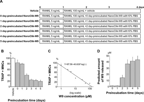 Figure 8 Time-dependent release profile of W9 from NanoClik nanoparticles.Notes: (A) Schematic diagram of the in vitro experimental protocol to show the release profile of W9 in the 10% culture media. NanoClik-W9 was preincubated in 60 μL of 10% FBS alpha-minimal essential medium for 1 to 5 days before adding to the osteoclast culture at day 1. (B) TRAP-positive MNCs were counted on day 4. Data are shown as the mean ± standard deviation. The numbers shown in the graph indicate the duration of preincubation of NanoClik-W9 in the 10% FBS conditioned medium. (C) Linear regression analysis for the W9 concentrations versus the percentage of TRAP-positive MNCs was performed to predict the released W9 concentration from the inhibition rate of osteoclastogenesis (R2 = 0.955). W9 (1, 3, 5, 10, 30, 50 and 100 μM) was applied to the same culture system as shown in the panel A instead of applying NanoClik-W9. (D) Amounts of W9 released from NanoClik nanoparticles in the culture shown in the panel B were predicted using the linear regression analysis shown in the panel C.Abbreviations: FBS, fetal bovine serum; MNCs, multinucleated cells; RANKL, nuclear factor kappa B ligand; TRAP, tartrate-resistant acid phosphatase.