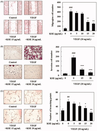 Figure 2. The effects of KSE on VEGF-induced chemotactic motility, invasion and capillary structure formation in HUVECs. (A) HUVECs were scratched by pipette and treated with or without 20 ng/mL of VEGF and 0–20 µg/mL of KSE. After incubation for 12 h, the migrated cells were photographed (magnification, 200×). Migrated cells were quantified by cell counting. Data values were expressed as mean ± SD of triplicate determinations. (B) After incubation for 16 h, migrated cells through the trans-well membrane was photographed (magnification, 200×) and quantified by cell counting. (C) After incubation on the matrigel for 12 h, capillary structure formation of endothelial cells was photographed (magnification, 200×) and quantified by counting of branching point. Significance of difference was compared with the control at ##p < 0.01 and ###p < 0.001, and with VEGF group at *p < 0.05, **p < 0.01 and ***p < 0.001 by one-way ANOVA and Tukey’s multiple comparison.