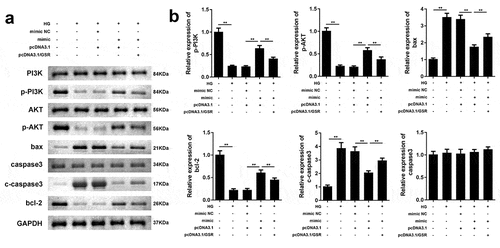 Figure 6. MiR-362-5p affected PI3K/AKT signaling and bax, cleaved caspase3, and bcl-2 expression via targeting GSR. (a) The protein expression of each signaling was determined by western blot. (b) Quantification of the relative protein expression normalized to GAPDH. **P < 0.01