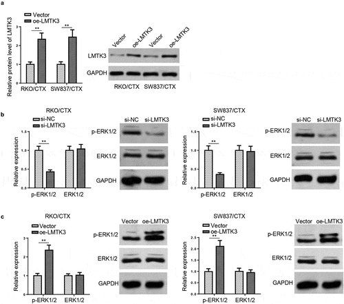 Figure 4. LMTK3 activates ERK/MAPK pathway in CTX-resistant CRC cells. (a) RKO/CTX and SW837/CTX cells were respectively transfected with Vector or oe-LMTK3, and the transfection efficiency was evaluated by western blotting. (b) ERK/MAPK pathway-related proteins (p-ERK1/2 and ERK1/2) in RKO/CTX and SW837/CTX cells transfected with si-LMTK3 or si-NC were analyzed by western blotting. (c) Protein levels of p-ERK1/2 and ERK1/2 in RKO/CTX and SW837/CTX cells transfected with Vector or oe-LMTK3 were analyzed by western blotting. **P < 0.01