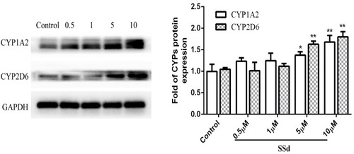 Figure 4 Effects of SsD on protein expression of CYP1A2 and CYP2D6 in HepaRG cells. Protein expression of CYP1A2 and CYP2D6 in HepaRG cells treated with different concentrations of SsD (0.5, 1, 5, and 10 µM) for 72 hours. Results presented as means ± SD (n=3), *p<0.05, **p<0.01 compared with blank control.