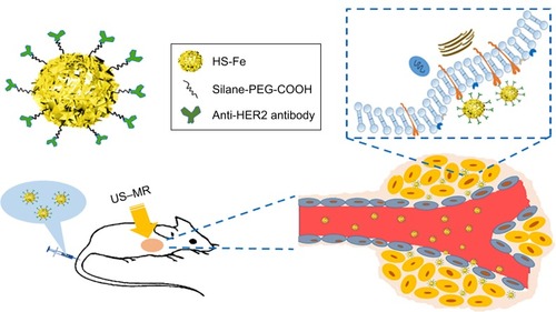 Scheme 1 Structure of HS-Fe-PEG-HER2 NPs and process of targeted imaging on BALB/c nude mice bearing SKBR3 human breast cancer cells.Abbreviations: HS, hollow silica; US, ultrasound; MR, magnetic resonance.