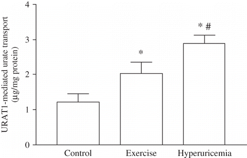 FIGURE 1. URAT1-mediated urate transport in PTs isolated from control, exhausted, and OA-treated rats. Values are the mean ± SEM. Statistical differences from control animals. *p < 0.05, statistical differences from exercise group; #p < 0.001.