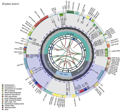 Figure 2. Genomic map of overall features of the chloroplast genome of Z. mairei by CPGview. The map contains six tracks from the center outward. The first track represents the dispersed repeats, the red arcs represent the direct repeats and the green arcs represent the palindromic repeats. The second track is a long tandem repeat marked by short blue bars. The third track shows the short tandem repeats or microsatellite sequences as short bars of different colors. The fourth track is the tetrameric structure of the chloroplast genome, containing LSC, IRa, SSC, and IRb. The fifth track is the GC content of the chloroplast genome. The last track is coding genes categorized according to function. The transcription directions for the inner and outer genes are clockwise and anti-clockwise, respectively.