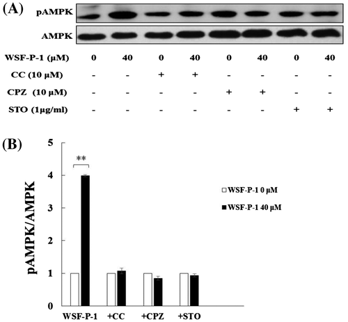 Fig. 2. WSF-P-1 activates AMPK via the Ca2+-dependent CaMKK signaling pathway.