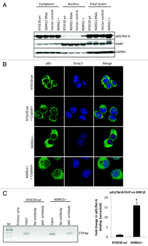 Figure 4. NDRG1 overexpression enhances p65 nuclear localization and binding to the NFκB motif. (A) Whole cell lysates, along with cytoplasmic and nuclear protein fractions from KYSE30 cells and transfectants were subjected to western blot analysis to detect levels of p65 in the nucleus. Antibodies to PARP and GAPDH were used to determine the degree of cytoplasmic and nuclear cross-contamination, respectively. (B) Confocal microscope images, taken through the plane of the nucleus, showing p65 localization in KYSE30 cells and KYSE30 NDRG1 + cells untreated, or treated with Cisplatin (C), ChIP assays to demonstrate the p65/Rel-A dependent upregulation of GRO-β/CXCL-2 in NDRG1 overexpressing KYSE30 cells. ChIP assay was performed with p65/Rel-A antibody and null antibody as control in parental and NDRG1 overexpressing KYSE30 cells, respectively. Quantitative PCR was performed with specific primers flanking the p65/Rel-A consensus site of the GRO-β/CXCL-2 promoter. Both the PCR product (370 bp) and the qPCR result of the fold change corrected with non-specific interaction, detected in the no-antibody control ChIP, are shown; * p < 0.05 vs. wild type control.