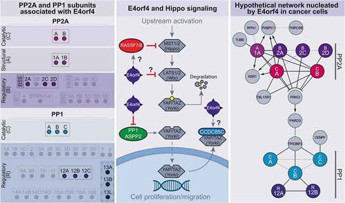 Figure 4. Schematics of E4orf4-associated PPP-regulatory proteins, and their relationships to the Hippo pathway and PAR complex network