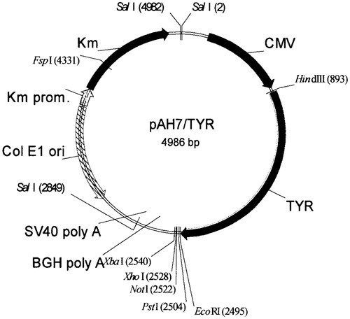 Figure 1. Human tyrosinase plasmid (pAH7/Tyr) map.