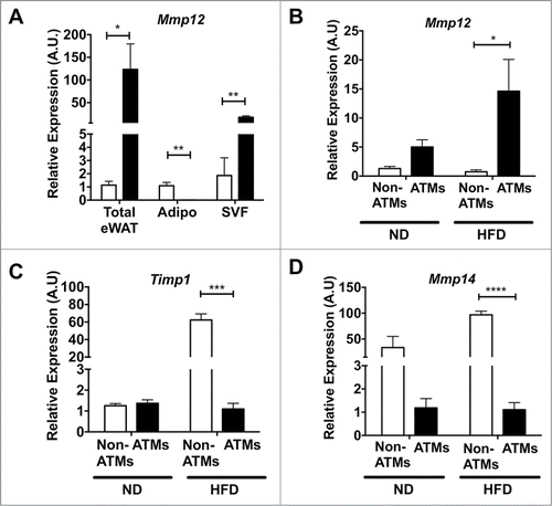 Figure 3. Mmp12 is primarily induced in adipose tissue macropahges during high fat diet (HFD). Martinez-Santibanez et al., p. 268.