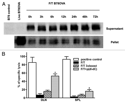 Figure 3. Antigens are present in sterile necrotic cells but cannot be a substrate for cross-priming of naïve CD8+ T cells. (A) F/T cells were cultured at 37°C and the soluble and particulate fractions were prepared at indicated time points. After subsequent denaturation, electrophoresis and immunoblotting, the model antigen (OVA protein) was detected in both fractions. Samples were normalized for the cell number used in necrosis induction. (B) Mice were primed on day 0 and boosted on days 1, 2, 3 with 5 × 106 F/T cells. Seven days after the last vaccination, on day 10, antigen-specific lysis was tested in the spleen and draining lymph nodes (DLNs). As a positive control in this experiment and in all subsequent experiments, mice were vaccinated with 2 × 106 γ-irradiated B78OVA cells. Pooled data of 2 experiments with 3 mice per group are shown. *p < 0.05 as compared with F/T group (Student’s t test).