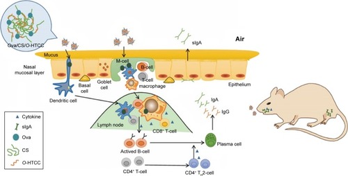 Scheme 1 CS/O-HTCC nanoparticles as a potential mucosal vaccine adjuvant.Notes: Cationic CS/O-HTCC nanoparticles carry Ova to penetrate the nasal mucosal layer and facilitate the activation and proliferation of APCs. Then, the activated APCs trigger the secretion of cytokines and present the processed antigens to lymphocytes, which induce the proliferation and differentiation of these cells to evoke a high level of Ova-specific antibodies. Upon intranasal administration, the CS/O-HTCC nanoparticles boost a high expression level of secretory IgA (sIgA) in both saliva and the vagina to induce mucosal immunoresponses.Abbreviations: CS, curdlan sulfate; O-HTCC, O-(2-hydroxyl)propyl-3-trimethyl ammonium chitosan chloride; Ova, ovalbumin; APCs, antigen-presenting cells; TH2, T-helper 2.