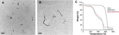 Figure 1 Representative transmission electron microscopy images of MWCNTs-48 h (A) and MWCNTs-24 h (B). C is the TGA analysis data of BSA-MWCNTs.Note: Scale bars, 200nm. MWCNTs-48 h refers to BSA-MWCNTs that had been purified by refluxation in an aqueous nitric acid (HNO3) solution (2.6M) for 48hours. MWCNTs-24h refers to BSA-MWCNTs that had been purified by refluxation in an aqueous nitric acid (HNO3) solution (2.6M) for 24 hours.Abbreviations: BSA-MWCNT, bovine serum albumin-functionalized multiwalled carbon nanotube; TGA, thermogravimetric analysis.