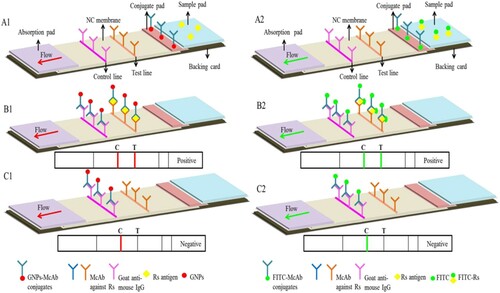 Figure 1. Schematic representation of the LFICS. (A) Schematic detection of the LFICS. (B) Positive result of the LFICS. (C) Negative result of the LFICS.