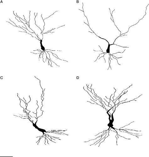 Figure 4 Camera lucida drawings of representative CA3c neurons from (A) control rats, (B) stressed rats, (C) ECS rats and (D) stress + ECS rats. Scale bar = 50 μm.