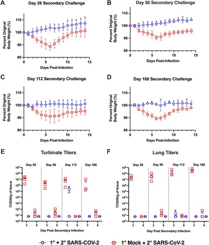 Figure 5. Hamsters are protected from weight loss upon re-challenge with SARS-CoV-2. Body weight changes in hamsters after challenge at designated time points (panels A–D) after the primary infection in previously mock-infected hamsters challenged with SARS-CoV-2 (red, n = 6) compared to previously SARS-CoV-2 infected animals given a secondary SARS-CoV-2 infection (blue, n = 6). * denotes p ≤ 0.01 between groups. Panels (E,F) show viral titres in nasal turbinate and lung samples in animals (n = 4/group/time point) given a primary mock infection followed by a SARS-CoV-2 infection (red squares) and from animals given a primary SARS-CoV-2 infection and then re-challenged with SARS-CoV-2 (blue circles). Breakthrough infection was observed in one hamster denoted by * following the 4-month secondary infection.