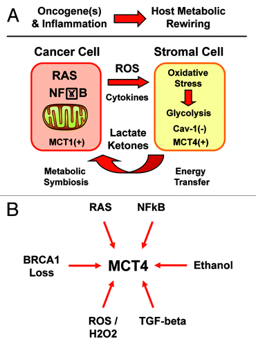 Figure 15. Diverse oncogenic stimuli metabolically rewire the microenvironment, via a common mechanism. (A)Oxidative stress and inflammation reprogram the microenvironment. Here, we show that activation of Ras or the innate immune response in epithelial cancer cells are both sufficient to actively induce metabolic reprogramming of the tumor microenvironment. ROS production and/or cytokine release drives oxidative stress in adjacent cancer-associated fibroblasts. Oxidative stress in myofibroblasts then mediates the induction of stromal aerobic glycolysis, i.e., “metabolic symbiosis” or the “reverse Warburg effect”. Thus, diverse epithelial oncogenes (H-Ras [G12V] and NFkB [p65]) induce oxidative stress in the tumor stroma. MCT1 and MCT4 are markers of metabolic symbiosis. (B) Oncogenic stimuli converge on stromal MCT4. HaCaT cells which harbor activated oncogenes gain the ability to glycolytically reprogram the tumor microenvironment, via the induction of oxidative stress in cancer-associated fibroblasts. Thus, diverse oncogenes (Ras and NFkB) act via a common mechanism (oxidative stress), to upregulate MCT4 in the tumor stroma. As MCT4 controls the “energy” supply for cancer cells, this makes MCT4 an attractive target, for new therapeutic interventions aimed at “starving” tumor cells. Similarly, other pro-oncogenic stimuli, such as loss of BRCA1, TGF-β secretion, and ethanol, as well as ROS and hydrogen peroxide production, all converge on MCT4 upregulation in the tumor stromal compartment. In addition, all these pro-oncogenic stimuli (RAS, NFkB, BRCA1 loss, TGF-β, ROS/H2O2, and ethanol) also drive a loss of stromal Cav-1 expression in cancer associated fibroblasts. Thus, Cav-1 and MCT4 are stromal biosensors of the transition to malignancy.