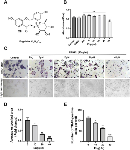 Figure 1 Eng inhibited RANKL-induced osteoclastogenesis in vitro in dose-dependent manner without cytotoxicity. (A) The chemical structure of Eng. (B) Effect of Eng on the viability of RAW264.7 cells. CCK-8 assay was used to detect the cytotoxicity of Eng. RAW264.7 cells were cultured for 48 and treated with different concentrations of Eng. Optical density values were measured at 450 nm. (C) Representative images of TRAP staining showing the osteoclast differentiation of RAW 264.7 induced by 50 ng/mL RANKL with or without Eng (0, 10, 20, 40μM), Scale bar=300 μm. (D and E) Area and number of TRAP-positive multinuclear cells (nuclei ≥3) were counted (n=3 per group). These data are expressed as mean ± SD. n = 3, *P < 0.05, **P < 0.01 and ***P<0.001 vs RANKL-induced group.
