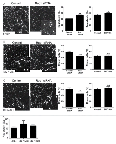 Figure 4. Rac1-dependent morphological switch. A–C. Representative confocal images (maximum projections) show cell morphology following Rac1 siRNA in (A) SHEP, (B) SK-N-AS and (C) SK-N-SH cells. Cells were fixed and stained with phalloidin. Insets show magnified images. Histograms show the corresponding quantification of the percentage of round cells in 3D collagen gels following Rac1 siRNA, or treatment with the Rac inhibitor EHT 1864. * p < 0.05, ** p < 0.01, *** p < 0.001, NS = not significant, Students' t-test. Data shown are the averages of the circularity of individual cells from 9 individual collagen gels, from 3 independent experiments. (D) Percentage of Rac1 protein remaining following Rac1 siRNA in the indicated cell lines. There was no significant difference in the efficiency of knockdown between the cell lines. p = 0.5175, one-way ANOVA.