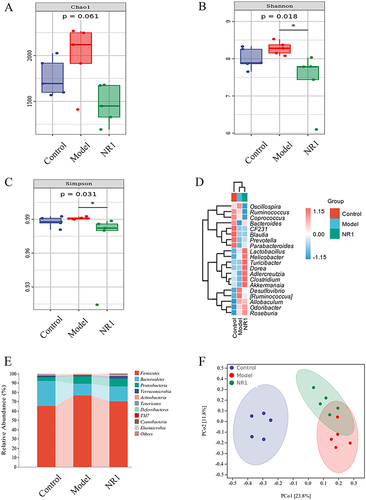 Figure 7 Notoginsenoside R1-mediated changes of gut microbiota in HFD combined with VD3-induced AS rats (n = 5). (A) Chao 1 indexes. (B) Shannon indexes. (C) Simpson indexes. (D) Heat map analysis of species composition. (E) Species compositions at the phylum level and (F) Principal coordinate analysis (PCoA) of all samples by weighted UniFrac distance.