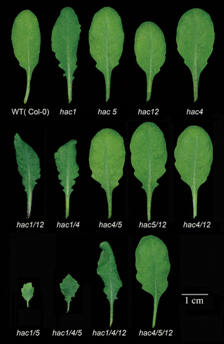 Figure 1.hac1-involved mutants display small, dark green, wrinkly, and indented leaves. The plants were grown in the long day photoperiod (16h light/8h dark) for 25 d. Among all the mutants, the hac1hac5 mutant exhibited the most severe phenotypes, followed by hac1hac4hac5, hac1hac4hac12, hac1hac12, hac1hac4, hac1, and other hac mutants.