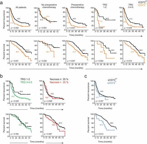 Figure 2. Prognostic value of CD73 in colorectal cancer liver metastasis. Time to recurrence (upper panels) and disease-specific survival (lower panels) of patients according to (a) high (yellow) versus low (black) intra-tumoral CD73 expression (tCD73), using the upper tertile as cutoff (MFI > 398.3), (b) histopathologic response (Tumor Regression Grade, TRG) (left) and the degree of necrosis (right) in patients who received pre-operative chemotherapy, and (c) high (blue) versus low (black) soluble CD73 serum level (sCD73), using a cutoff value of 7.2 ng/mL (minimal p-value approach). Median time to recurrence and disease-specific survival are annotated on graphs. Log-rank test