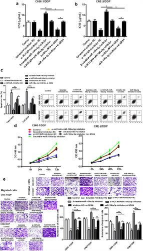 Figure 6. HOTAIR regulated the DDP resistance, apoptosis, cell proliferation, invasion and migration of C666-1/DDP and CNE2/DDP cells via miR-106a-5p/SOX4 axis. The HOTAIR siRNA, miR-106a-5p inhibitor, HOTAIR siRNA + miR-106a-5p inhibitor, SOX4 siRNA, miR-106a-5p inhibitor+ SOX4 siRNA were transfected into C666-1/DDP and CNE2/DDP cells, following transfection for 48 h, the IC50 values of DDP (a, b). The apoptosis was determined by AnnexinV/PI (c). Cell proliferation (d), invasion and migration (e) were detected by CCK-8 and Transwell. *p < 0.05, **p < 0.01.