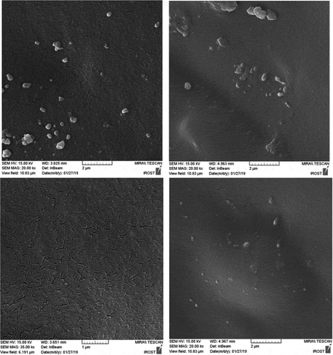 Figure 5. FESEM image of samples in 2 micron scale.