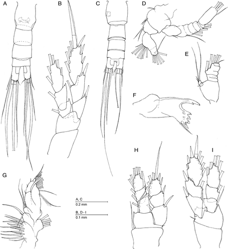 Figure 7.  Azygonectes plumosus sp. nov., female (A, B). (A) Urosome, dorsal; (B) leg 5. Bofuriella spinosa sp. nov., female (C–I). (C) Urosome, dorsal; (D) antenna; (E) mandibular palp; (F) mandibular coxa with gnathobase; (G) maxillule; (H) leg 1; (I) leg 5.