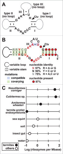 Figure 1. Identification of short stem III (SSIII) hammerhead ribozyme variants. (A) Conserved sequence and secondary structure model of the catalytic core of hammerhead ribozymes. The consensus sequence and structure model was used as the basis for the RNAMotif search, wherein variations were tolerated. N represents any nucleotide and H represents any nucleotide except G, while I, II and III identify 3 essential stems. Gray lines represent optional hairpin loops whose absence define the 3 major types as described previously.Citation10 The cleavage site (Clv) is designated with an arrowhead. (B) Conserved sequence and secondary structure model for hammerhead variants identified in our study, wherein stem III is formed by a single base-pair. (C) Distribution of identified variants in metagenomic data sets. Plotted are the number of predicted hammerhead ribozyme variants per megabase of DNA sequence searched from the sources indicated. Only those with a frequency above 0.1 are depicted (Table S1). These groups of DNA sequences are named after the host organism (N. corniger, Cubitermes sp, A. wheeleri, protists living in termites) or are comprised of metagenome sequences taken from sea squirt species Ecteinascidia turbinata and Lissoclinum patella (sea squirt), a variety of soil samples originating from forest or arctic peat environments (soil), different insect species such as Cardinium hertigii and Anoplophora glabripennis (insect gut), and freshwater samples or groundwater samples from a well contaminated with coal-tar waste (water). Ribozymes identified in moths (Agrotis sp.) and wasps (Encarsia pergandiella) are not shown because their frequency is below 0.1. Other details are as reported elsewhere (Table S1, Supplementary File 2).