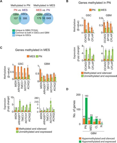 Figure 4. Subtype-associated DNA methylation signatures in GSC and GBM bulk tumors. (A) Differentially methylated and expressed genes between PN and MES that are either unique to either GSCs or GBM, or are common between them. Representative examples of genes that are methylated and silenced either in PN (B) or MES (C) commonly in GSCs and GBM bulk tumors. * P <0.05; ** P <0.01; *** P <0.001. (D) Hyper- or hypo-methylated genes associated with one specific GBM subtype but not in other subtypes. Numbers at the top of the bars indicate the absolute numbers of hyper- or hypo-methylated genes. First, average β-value of individual CpG locus (probe) was determined to generate differentially methylated probes and then the genes corresponding to differentially methylated probes were identified.