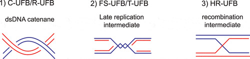 Figure 3. Schematic diagram indicating three major underlying structures of UFBs