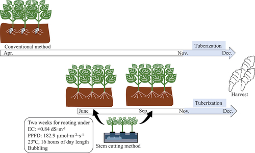Figure 5. Conventional method of planting tubers (top panel) and a new method of planting rooted cuttings (bottom panel). In the conventional method, tubers are planted in April and cultivated until December, resulting in a long cultivation period. On the other hand, since rooted cuttings can be planted at any time of the year, the use of rooted cuttings makes it possible to shorten the cultivation period. In this study conducted in Japan, tuber growth is expected to start around 15 November when soil temperatures drop below 10°C.