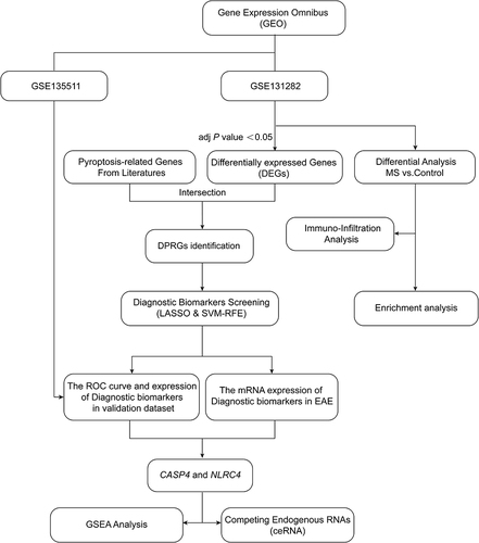 Figure 1 The research flowchart of bioinformatic analysis and in vivo experimental validation.