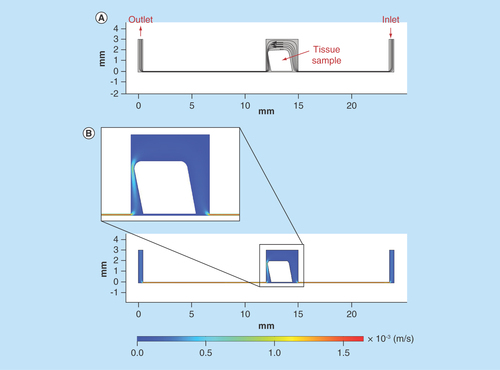 Figure 6.  Computer simulation of fluid flow in the microfluidic tissue culture device, with tissue sample tilted 10° due to the flow pressure.(A) Streamlines and velocity vectors of laminar fluid flow in the device. Labels show inlet, outlet and tissue sample location. (B) Velocity magnitude of the flow within the device. Color legend explains value of the velocity along the channel and the treatment chamber (m/s); thus, the maximum of the velocity equals 1.5 × 10-3 m/s or 1.5 mm/s.